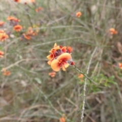 Dillwynia sp. Yetholme (P.C.Jobson 5080) NSW Herbarium at Kambah, ACT - 5 Sep 2022 by HelenCross