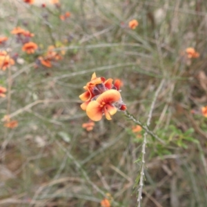 Dillwynia sp. Yetholme (P.C.Jobson 5080) NSW Herbarium at Kambah, ACT - 5 Sep 2022