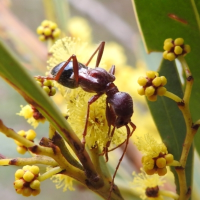 Pseudohalme laetabilis (A Longhorn Beetle) at Kambah, ACT - 5 Sep 2022 by HelenCross