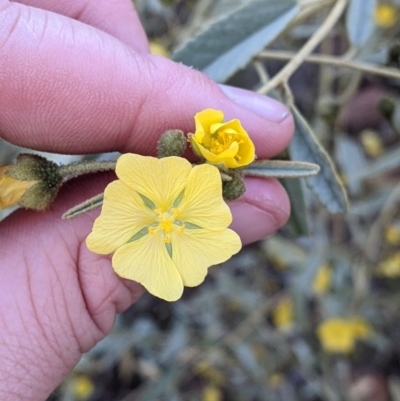 Sida petrophila (Rock Sida) at Mutawintji, NSW - 27 Aug 2022 by Darcy