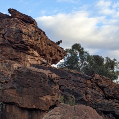 Capra hircus (Goat) at Mutawintji, NSW - 27 Aug 2022 by Darcy