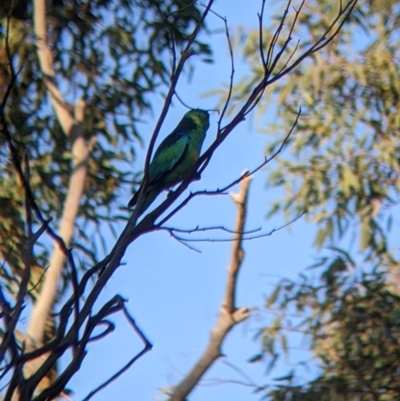 Barnardius zonarius (Australian Ringneck) at Mutawintji, NSW - 27 Aug 2022 by Darcy