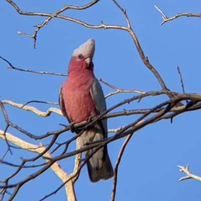 Eolophus roseicapilla (Galah) at Mutawintji, NSW - 27 Aug 2022 by Darcy