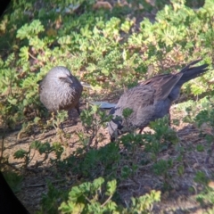 Struthidea cinerea (Apostlebird) at Mutawintji, NSW - 27 Aug 2022 by Darcy