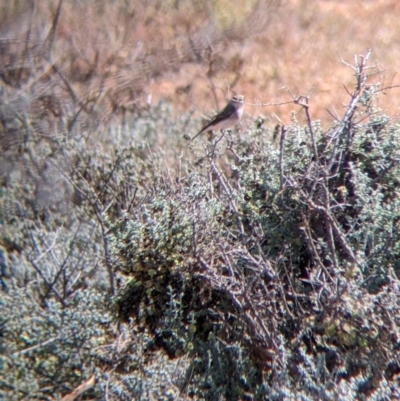 Petroica goodenovii (Red-capped Robin) at Mutawintji, NSW - 28 Aug 2022 by Darcy