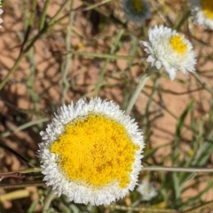 Polycalymma stuartii at Packsaddle, NSW - 28 Aug 2022 by Darcy