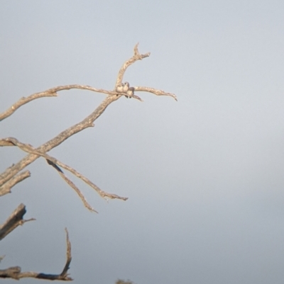 Artamus cinereus (Black-faced Woodswallow) at Tibooburra, NSW - 28 Aug 2022 by Darcy