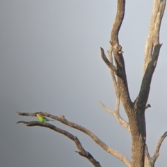 Melopsittacus undulatus (Budgerigar) at Tibooburra, NSW - 29 Aug 2022 by Darcy