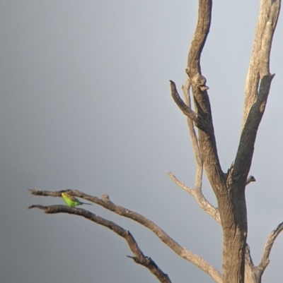 Melopsittacus undulatus (Budgerigar) at Tibooburra, NSW - 29 Aug 2022 by Darcy
