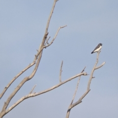 Artamus leucorynchus (White-breasted Woodswallow) at Tibooburra, NSW - 29 Aug 2022 by Darcy