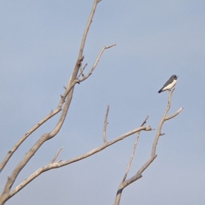 Artamus leucorynchus (White-breasted Woodswallow) at Tibooburra, NSW - 29 Aug 2022 by Darcy