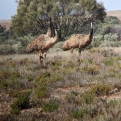 Dromaius novaehollandiae (Emu) at Tibooburra, NSW - 29 Aug 2022 by Darcy