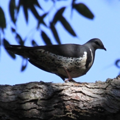 Leucosarcia melanoleuca (Wonga Pigeon) at Cabbage Tree Creek, VIC - 10 Aug 2022 by drakes