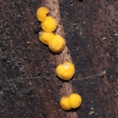 Bisporella citrina at Paddys River, ACT - 31 Aug 2022 11:17 AM
