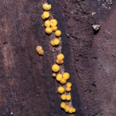 Bisporella citrina at Paddys River, ACT - 31 Aug 2022 11:17 AM