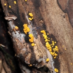 Bisporella citrina at Paddys River, ACT - 31 Aug 2022 11:17 AM