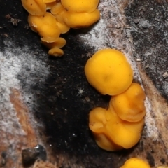 Riccardoella sp. (genus) (White snail or slug mite) at Tidbinbilla Nature Reserve - 31 Aug 2022 by TimL