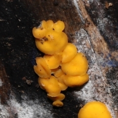 Riccardoella sp. (genus) at Paddys River, ACT - 31 Aug 2022