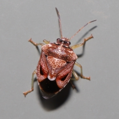 Unidentified Shield, Stink or Jewel Bug (Pentatomoidea) by TimL