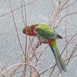 Platycercus elegans at Phillip, ACT - 6 Sep 2022