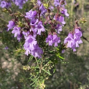 Prostanthera crocodyloides at Mimosa, NSW - 28 Aug 2022