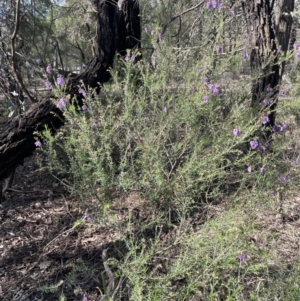 Prostanthera crocodyloides at Mimosa, NSW - 28 Aug 2022