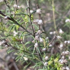 Prostanthera crocodyloides at Mimosa, NSW - 28 Aug 2022