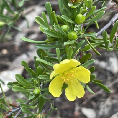 Hibbertia obtusifolia (Grey Guinea-flower) at Mimosa, NSW - 28 Aug 2022 by JaneR