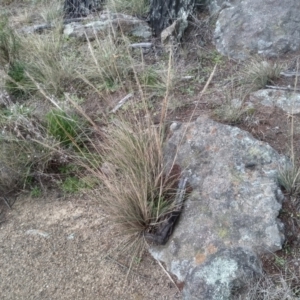 Austrostipa densiflora at Cooma, NSW - 5 Sep 2022