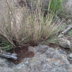 Austrostipa densiflora at Cooma, NSW - 5 Sep 2022