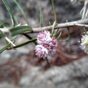 Cassinia longifolia at Cooma, NSW - 5 Sep 2022