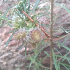 Cassinia longifolia at Cooma, NSW - 5 Sep 2022 03:04 PM