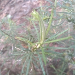 Cassinia longifolia at Cooma, NSW - 5 Sep 2022