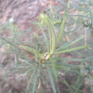 Cassinia longifolia at Cooma, NSW - 5 Sep 2022