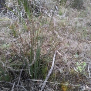 Juncus subsecundus at Cooma, NSW - 5 Sep 2022 01:56 PM