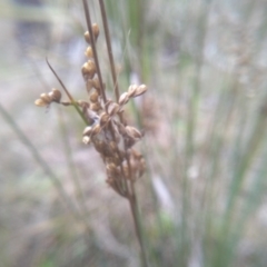 Juncus subsecundus at Cooma, NSW - 5 Sep 2022 01:56 PM