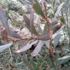 Daviesia mimosoides subsp. mimosoides at Cooma, NSW - 5 Sep 2022