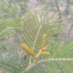 Acacia mearnsii at Cooma, NSW - 5 Sep 2022