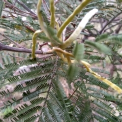 Acacia mearnsii at Cooma, NSW - 5 Sep 2022