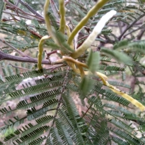 Acacia mearnsii at Cooma, NSW - 5 Sep 2022