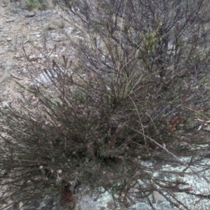 Dillwynia sericea at Cooma, NSW - 5 Sep 2022