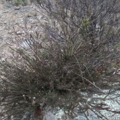 Dillwynia sericea (Egg And Bacon Peas) at Cooma, NSW - 5 Sep 2022 by mahargiani