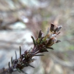 Dillwynia sericea at Cooma, NSW - 5 Sep 2022