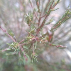 Dillwynia sericea at Cooma, NSW - 5 Sep 2022