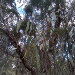 Eucalyptus dives at Cooma, NSW - 5 Sep 2022 03:07 PM