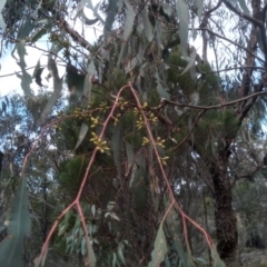 Eucalyptus dives at Cooma, NSW - 5 Sep 2022 03:07 PM