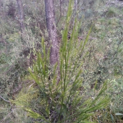 Exocarpos strictus (Dwarf Cherry) at Cooma, NSW - 5 Sep 2022 by mahargiani