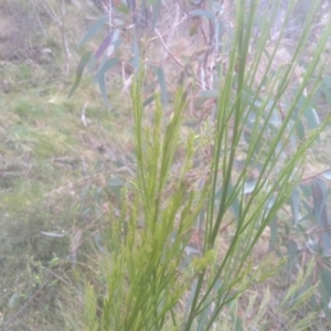 Exocarpos strictus at Cooma, NSW - 5 Sep 2022