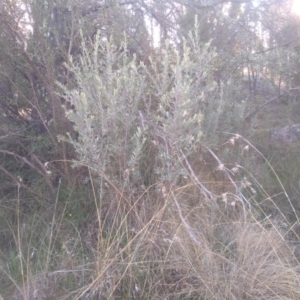 Persoonia rigida at Cooma, NSW - 5 Sep 2022 04:07 PM