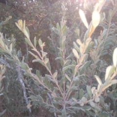 Persoonia rigida at Cooma, NSW - 5 Sep 2022 04:07 PM